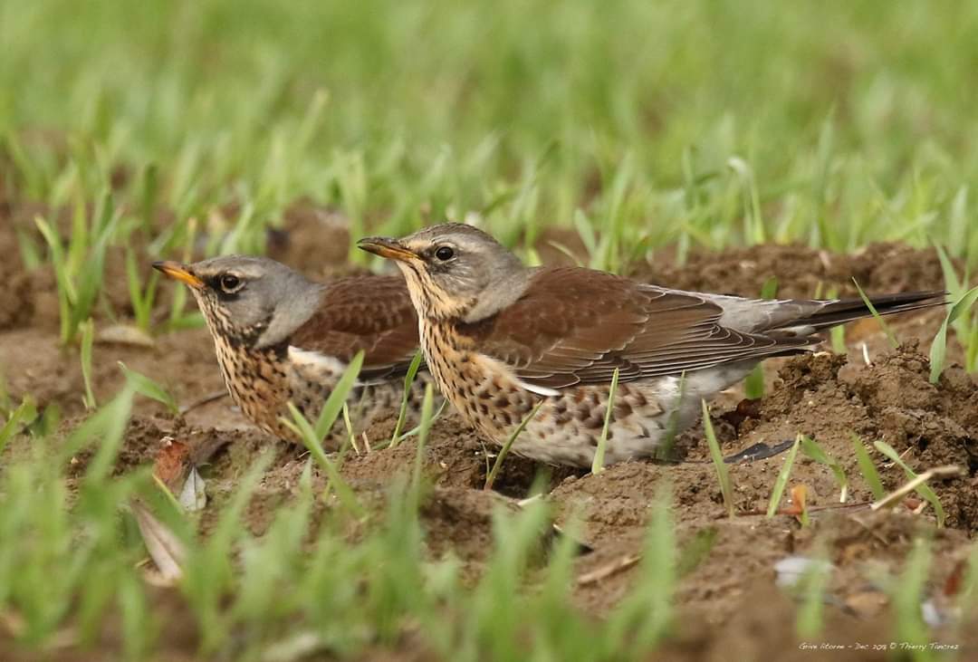 Les oiseaux hivernants des weppes